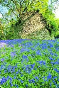 A carpet of bluebells around the Coney Tower.