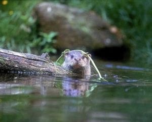 otter in water