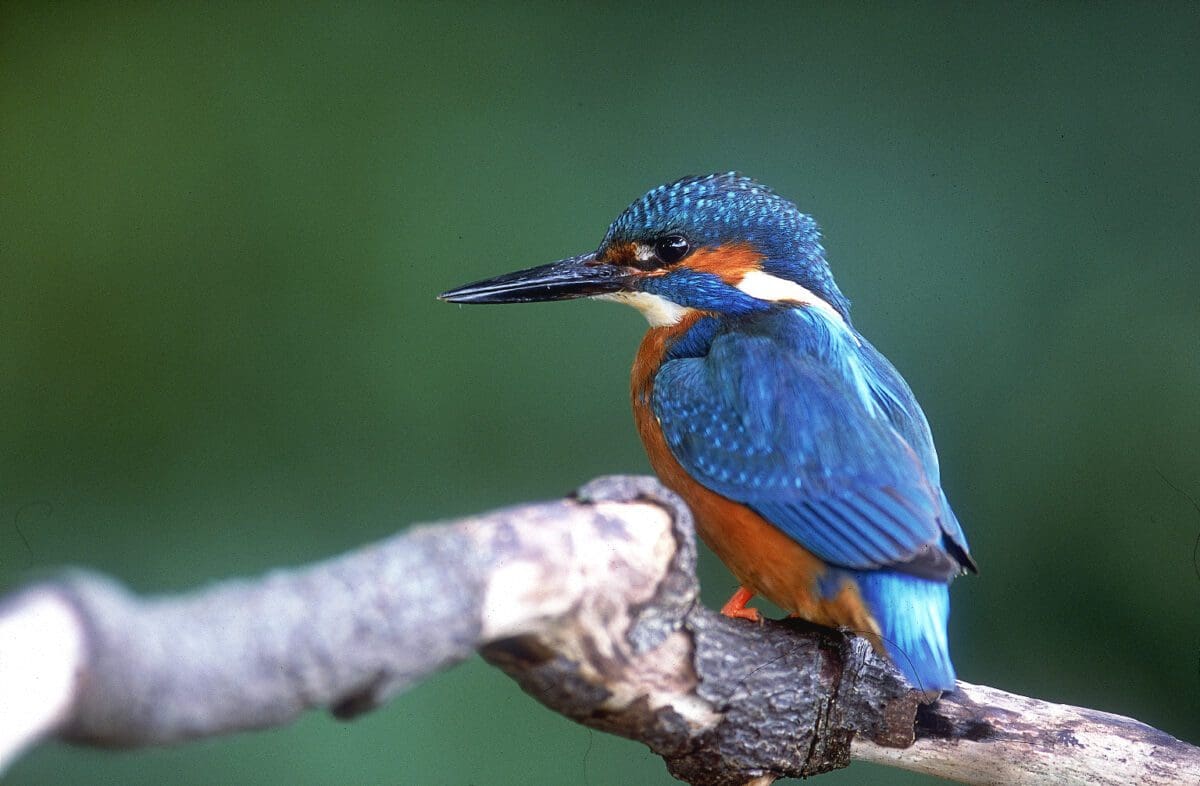 Kingfisher bird wildlife image