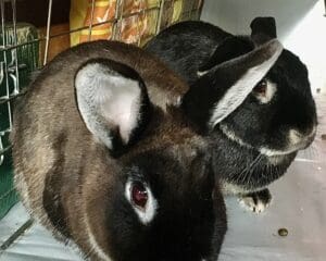 Rabbits Barry and Nicky share their space on board