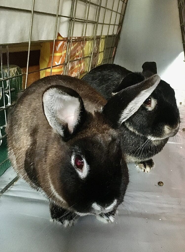 Rabbits Barry and Nicky share their space on board