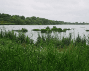 Welsh Harp / Brent reservoir
