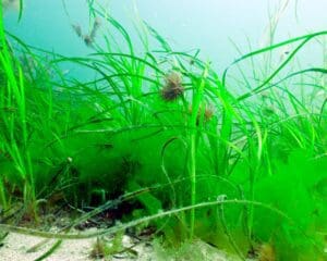 Seagrass beds CREDIT PAUL KAY