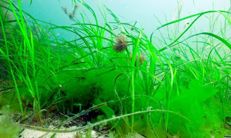 Seagrass beds CREDIT PAUL KAY