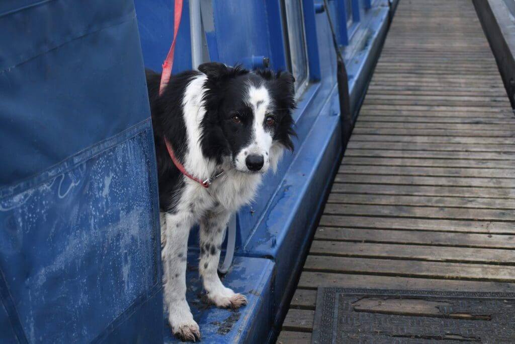 After having returned from a towpath walk, fourteen-and-a-half-year-old Blaze takes five on the boat stern.