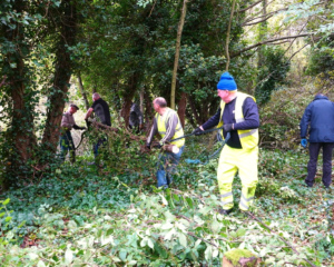 BCRS volunteers removing one of the trees
