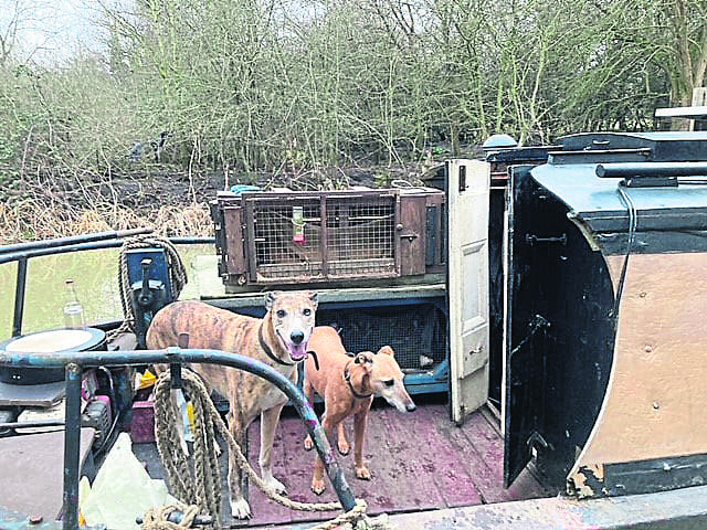 Bowie and Peggy in front of the ferret hut on Richard’s boat.