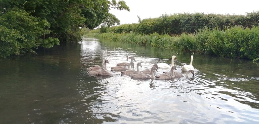 Swan family Catherine Cannon