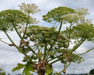 giant hogweed pic
