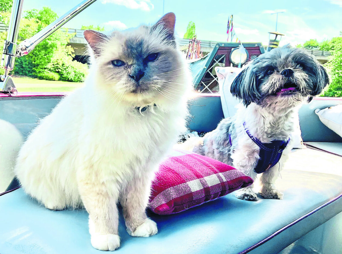 Pets afloat! For the love of dogs – and cats.. | Towpath Talk