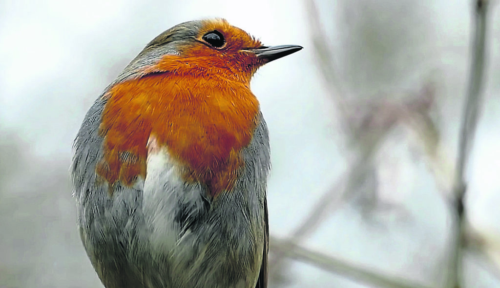 One of Dave’s robin photos