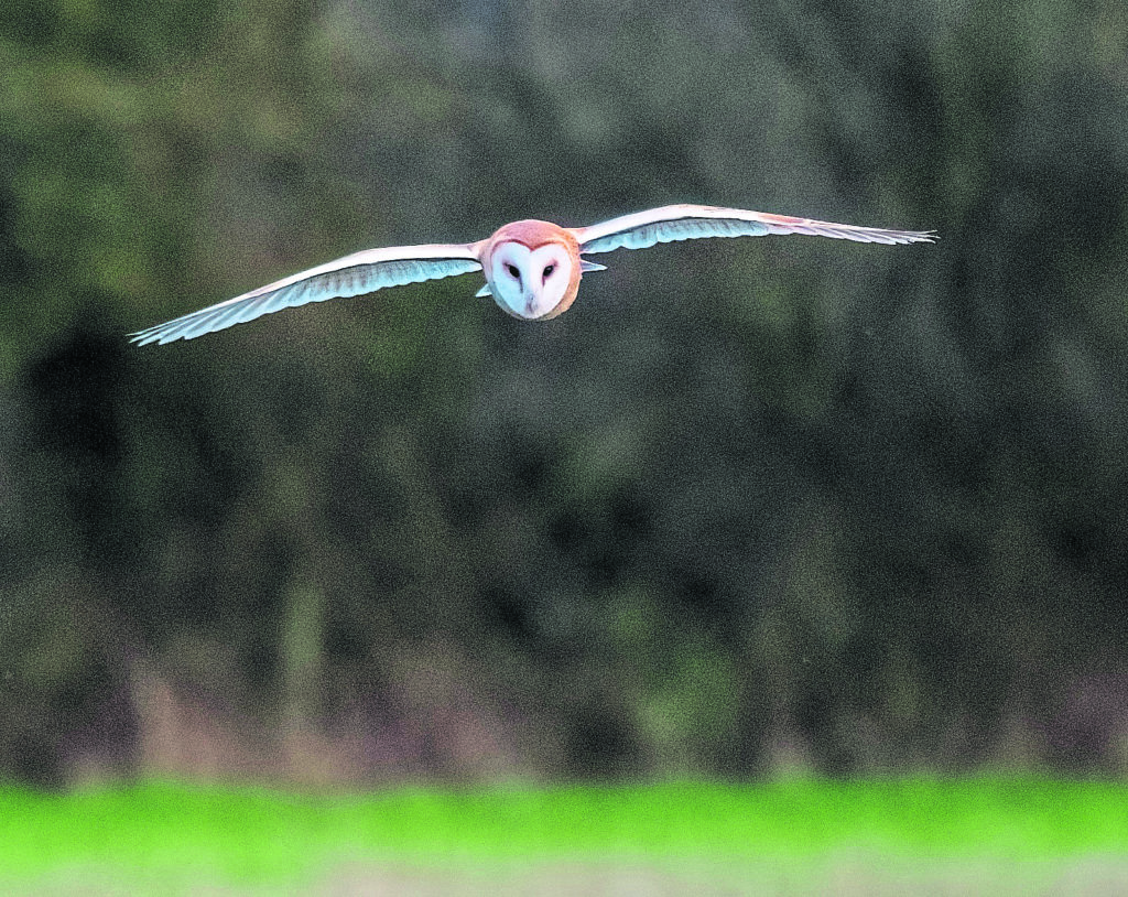 Barn Owl