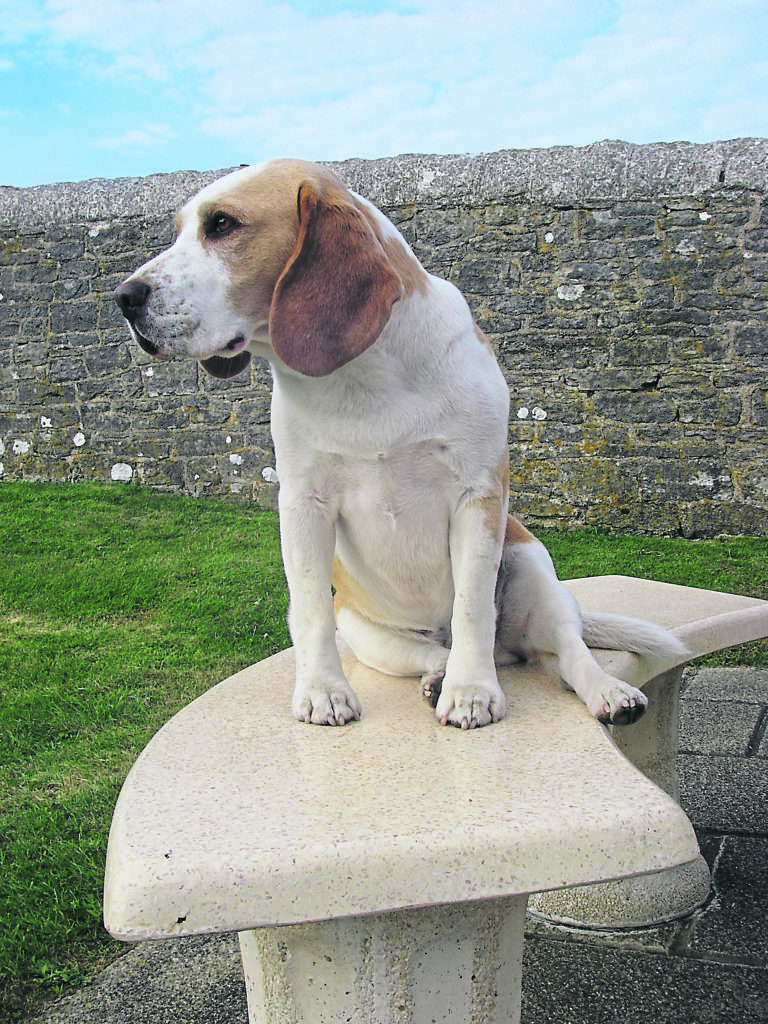 The al fresco dining area with Beagle