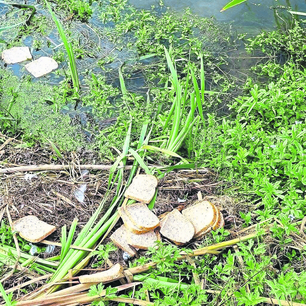 One of Jim’s campaigns focuses on encouraging people to feed birds and wildfowl with nutritious food rather than bread. PHOTO: THE CANOE RIVER CLEANER