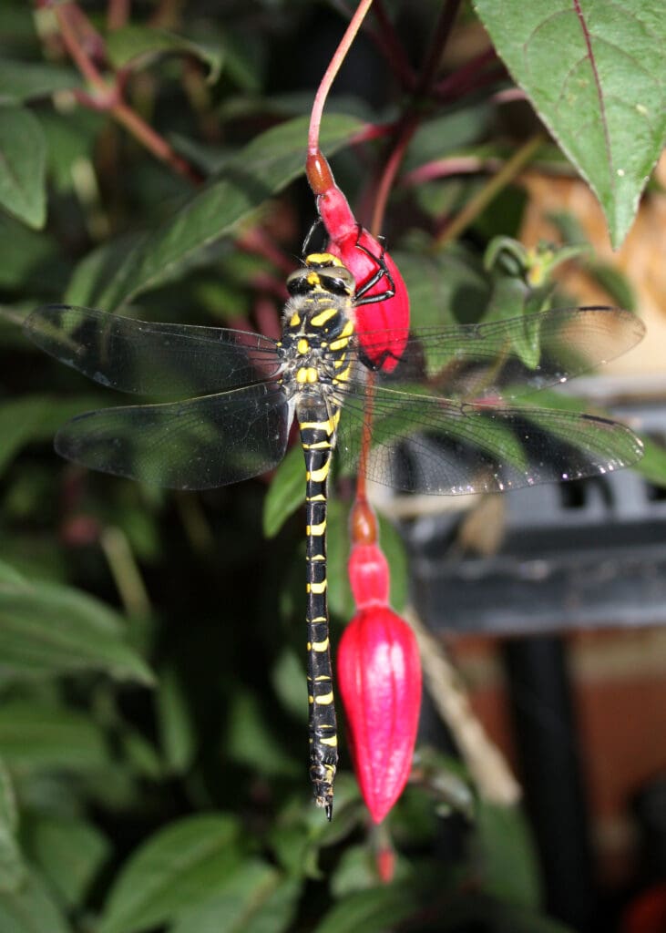 A golden-ringed dragonfly spotted in a UK garden. PHOTO: arripay – CC BY-SA 2.0