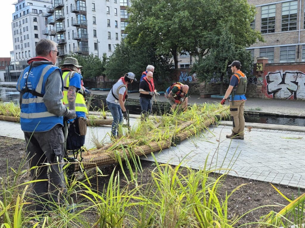 Volunteers with a planted reedbed. BOTH PHOTOS: CRT